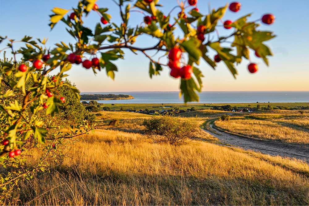 Oktober auf Ummanz: herbstliche Landschaft mit roten Beeren, goldenem Gras und Blick aufs Wasser